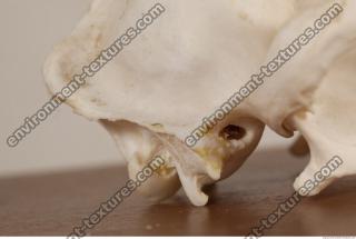 Photo References of Skull